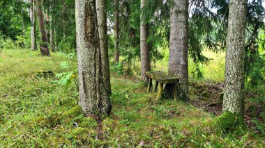 Yorgun mantar toplayıcıları dinlensin diye ağaçların arasında küçük bir bank..