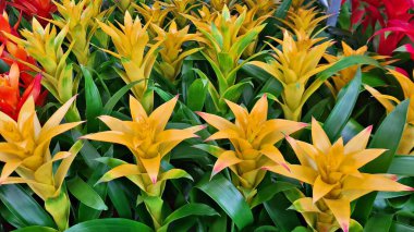 Şehir parkının çiçek tarhlarında çok renkli ve çeşitli çiçekler..