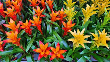 Şehir parkının çiçek tarhlarında çok renkli ve çeşitli çiçekler..