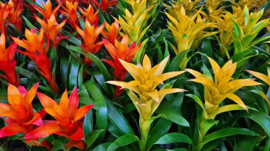 Şehir parkının çiçek tarhlarında çok renkli ve çeşitli çiçekler..