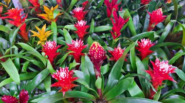 Şehir parkının çiçek tarhlarında çok renkli ve çeşitli çiçekler..