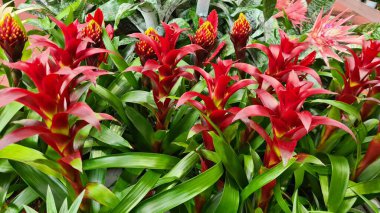 Şehir parkının çiçek tarhlarında çok renkli ve çeşitli çiçekler..