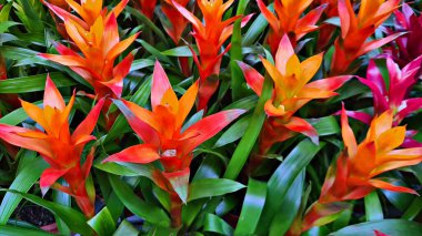 Şehir parkının çiçek tarhlarında çok renkli ve çeşitli çiçekler..