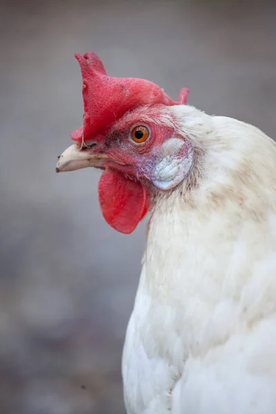 Close Dari Ayam Jantan Merah Halaman — Stok Foto