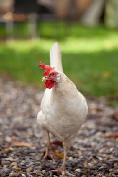 Foto Close Seup Dari Ayam Putih Sebuah Peternakan — Stok Foto