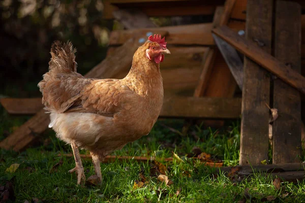 Ayam Cokelat Sebuah Peternakan — Stok Foto