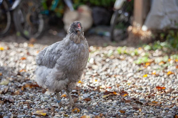 Sebuah Tembakan Closeup Dari Ayam Putih Sebuah Peternakan — Stok Foto