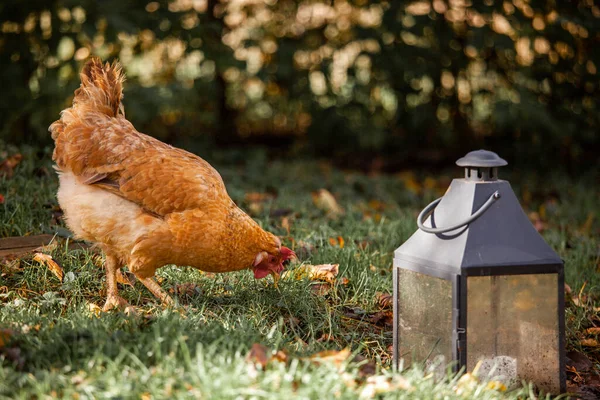 Ayam Peternakan — Stok Foto