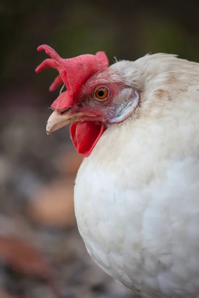 Bliska Biały Kurczaka — Zdjęcie stockowe
