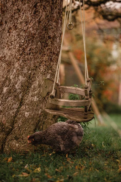 Petit Cerf Dans Forêt — Photo