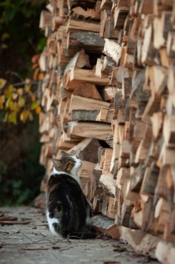 Büyük bir kedi yakacak odun yığınının yanında oturuyor.