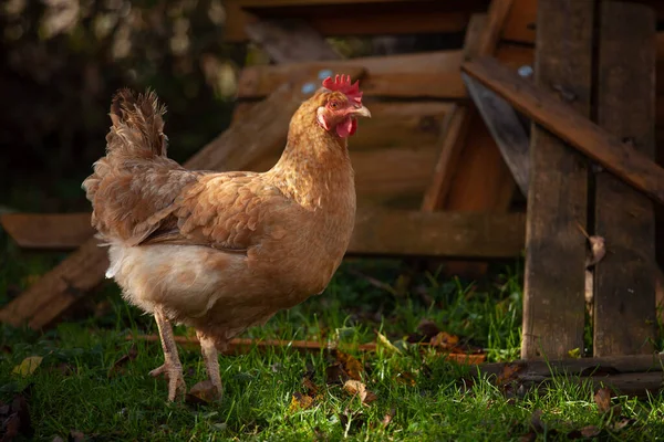 Menutup Dari Ayam Dengan Hlzener Putih Panjang — Stok Foto