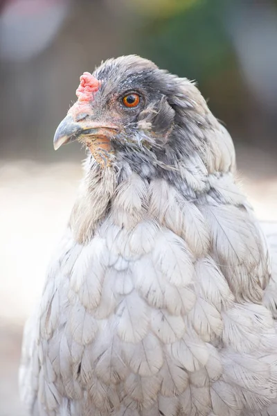 Menutup Dari Ayam Dengan Hlzener Putih Panjang — Stok Foto