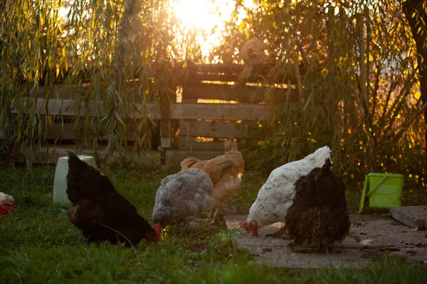 Ayam Ayam Dan Ayam Jalan — Stok Foto