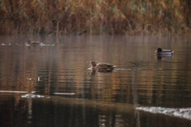 Doğadaki güzel kuşun manzarası