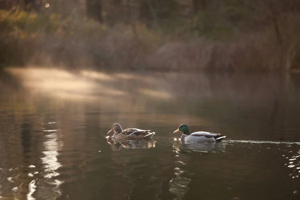 在瑞士的自然阴霾中 鸭子在池塘里游泳 — 图库照片