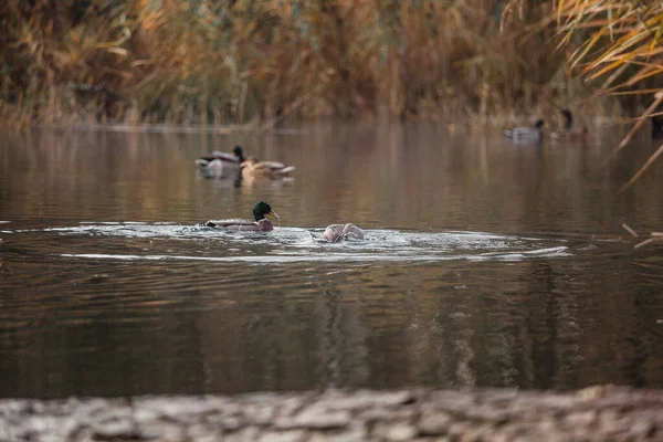 野鸭在水里 — 图库照片