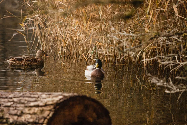 在瑞士的自然阴霾中 鸭子在池塘里游泳 — 图库照片
