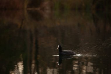 Gölde siyah bir kuğu yüzüyor..