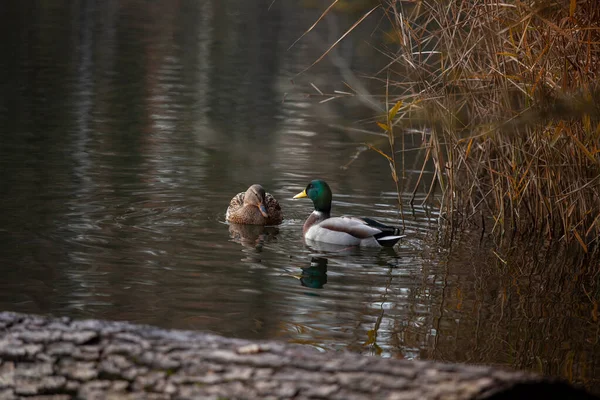 湖上倒水的漂亮鸭 — 图库照片