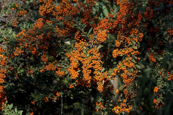 Jasny Krzew Pyracantha Dojrzewającymi Pomarańczowymi Owocami Rośnie Jako Żywopłot Parku — Zdjęcie stockowe