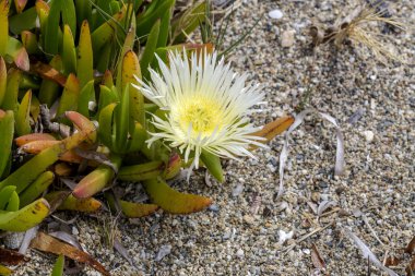 Güneşli bir yaz gününde, deniz kenarında çiçek açan sarı çiçekli sulu (carpobrotus acinaciforis) bir bitki.