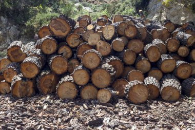 Kesilmiş büyük bir odun yığını yakın plan yerde yatıyor (arka plan))