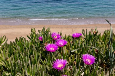 Güneşli bir yaz gününde, denizin arka planında çiçek açan leylak çiçekli sulu (carpobrotus acinaciforis) bir bitki.