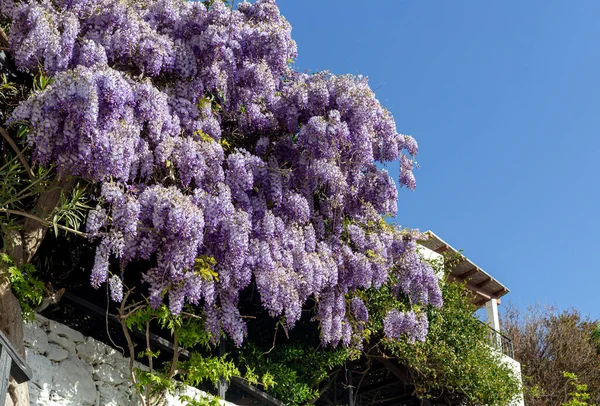 Duży Krzak Gałęziami Wisterii Wisteria Sinensis Fioletowymi Kwiatami Rośnie Ogrodzie — Zdjęcie stockowe