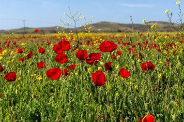 Kırmızı gelincik (Papaver rhoeas), güneşli bir bahar gününde bir çayırda yetişir..