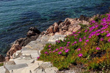 Güneşli bir yaz gününde, denizin arka planında çiçek açan leylak çiçekli sulu (carpobrotus acinaciforis) bir bitki.