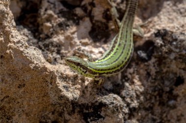 Hayvan. Bir çevik Erhard duvar Lizard (Podarcis erhardii naxensis) bir bahar gününde yakın çekim oturur.