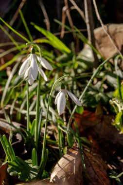 Güneşli bir günde, güzel, erken, nadir bir kar damlası (Galanthus nivalis) nehrin yakınındaki dağlarda yetişir.