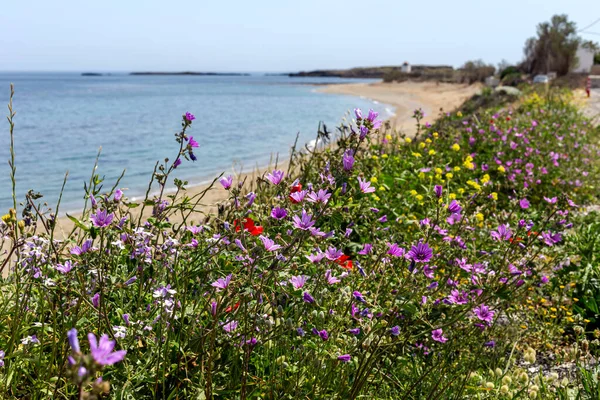 Baharın güneşli bir gününde denizin arka planında ve ıssız bir plajda çiçek açan bir çayır (Skyros, Kuzey Sporades, Yunanistan) manzarası