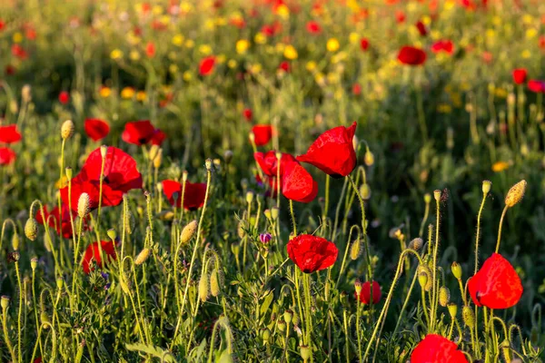 stock image Red poppy (Papaver rhoeas) is grows in a meadow on a sunny, spring day close-up.