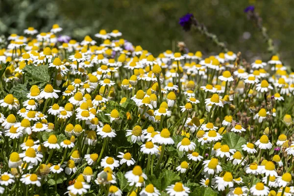 Background Beautiful Daisies Grow Meadow Close Sunny Spring Day — Fotografia de Stock
