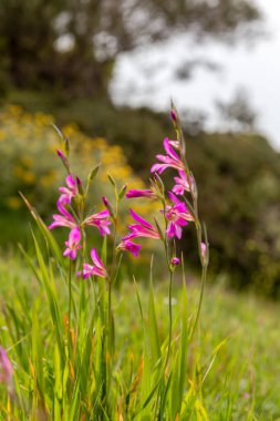 Yunanlı Flora. Vahşi gladiolus (Gladiolus komünü) güneşli bir bahar gününde bir çayırda büyür ve çiçek açar.