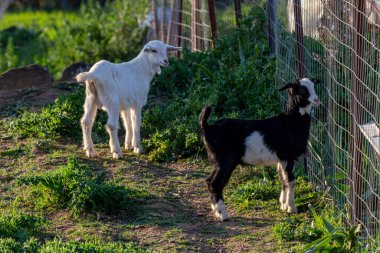 Hayvanlar. Güneşli bir bahar akşamında iki küçük keçi çitin yanında otluyor.