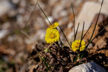 Medicinal plant mother and coltsfoot (Tussilago) with yellow flowers grows in a meadow near the lake close-up