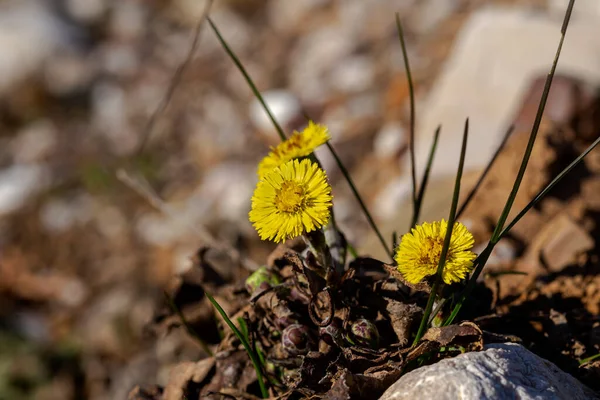 Medicinal plant mother and coltsfoot (Tussilago) with yellow flowers grows in a meadow near the lake close-up