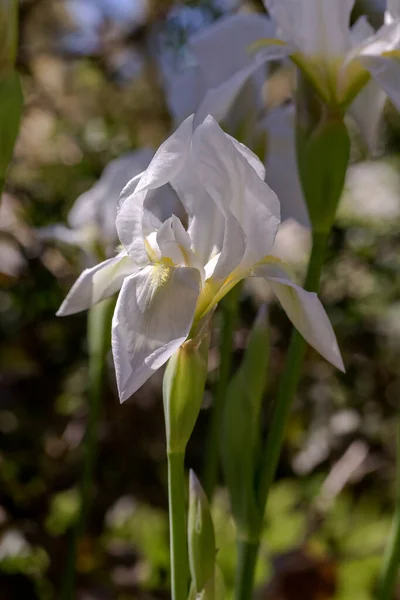 Witte Tedere Decoratieve Iris Iris Hybrida Groeit Een Bloembed Tuin — Stockfoto