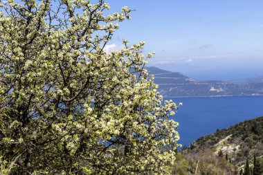 Güneşli bir bahar gününde (Kefalonia Adası, Yunanistan) denizin zemininde çiçeklerle birlikte yabani armut (Pyrus Communis) yetişiyor.
