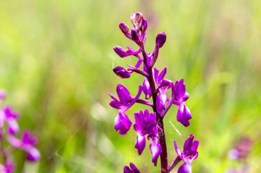 Güneşli bir bahar gününde doğal ortamda çiçek yetişen nadir orkide (Anacamptis laksiflora).