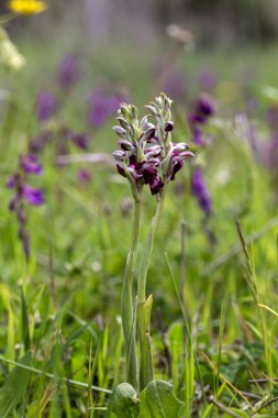 Nadir bulunan orkide (Anacamptis coriophora subsp. Güneşli bir bahar gününde doğal ortamda büyüyen çiçeklerle birlikte.