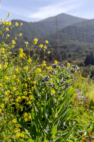 Grande Plante Toxique Fleurs Cynoglossum Creticum Avec Des Fleurs Poussant — Photo
