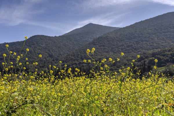 Çiçekli Dağ Çayırı Sinapis Alba Güneşli Bir Bahar Gününde Doğal — Stok fotoğraf