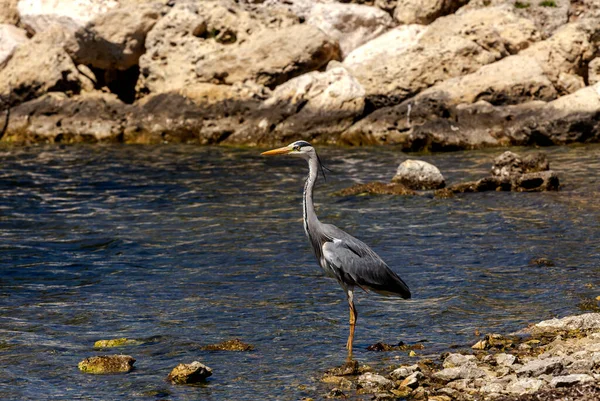 野生の自然 晴れた日には 海岸沖 ギリシャ ケファロニア島 で大きな灰色のヘロン Ardea Cinerea — ストック写真