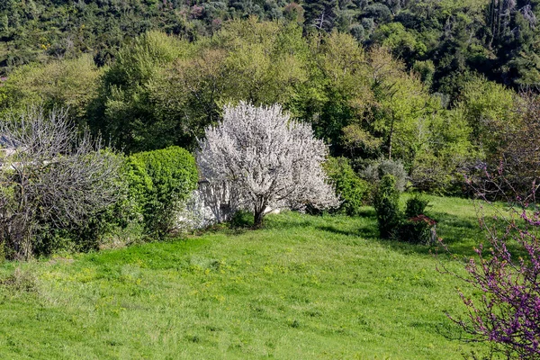 Landbouw Bloeiende Abrikozenboom Met Witte Bloemen Groeit Tuin Een Zonnige — Stockfoto
