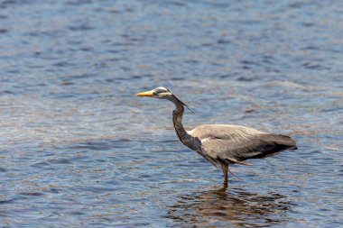 Vahşi doğa. Büyük gri balıkçıl (Ardea cinerea) güneşli bir günde (Yunanistan, Kefalonia Adası) açık denizde avlanır.  