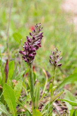 Nadir bulunan orkide (Anacamptis coriophora subsp. Güneşli bir bahar gününde doğal ortamda büyüyen çiçeklerle birlikte.